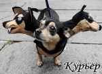 Собачья мода