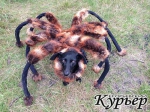 Собачья мода