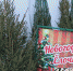 В Егорьевске открылись елочные базары - Егорьевский Курьер