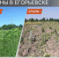 В городском округе Егорьевск проходит второй этап обработки территорий от борщевика Сосновского - Администрация г.о. Егорьевск