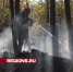 Более 10 часов потребовалось лесничим и спасателям, чтобы потушить пожар под Егорьевском - Regions.Ru