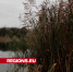 Озеро Комсомольское очистят в следующем году - Regions.Ru
