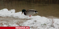 Озеро Комсомольское в Егорьевске приведут в порядок - Regions.Ru