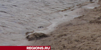 Экоактивист из Егорьевска будет спасать Черное море от мазута - Regions.Ru