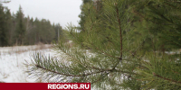 Егорьевцы еще могут успеть поделиться фотографиями лесных пейзажей - Regions.Ru