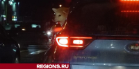 Необычного пассажира заметили в одной из машин в Егорьевске - Regions.Ru