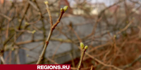 Сирень перепутала зиму с весной в Егорьевске - Regions.Ru