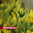 Подарить праздник: сколько стоят тюльпаны и розы к 8 Марта - Regions.Ru