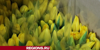 Подарить праздник: сколько стоят тюльпаны и розы к 8 Марта - Regions.Ru