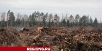 Поваленные и вырванные с корнями деревья убирают у деревни Семеновской - Regions.Ru