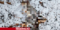 В соцсетях опубликовали кадры с погибшими в Егорьевске белками - Regions.Ru