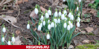 Подснежники готовы распуститься в Егорьевске - Regions.Ru