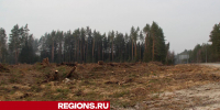 Новый лес на месте поваленного ураганом высадят в Егорьевске - Regions.Ru