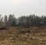 В деревне Семеновская высадят новый лес - Regions.Ru