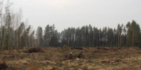 В деревне Семеновская высадят новый лес - Regions.Ru