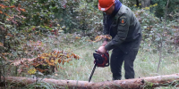 Егорьевцам объяснили, зачем проводят санитарные рубки в местных лесничествах - Regions.Ru