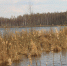 Пруд в Русаках могут очистить в 2026 году - Regions.Ru