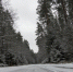 Егорьевские лесничие показали красоту зимнего бора - Regions.Ru